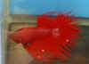 Red_Ex_CT_02.jpg (15154 bytes)