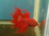 Red_Ex_CT_03.jpg (72121 bytes)