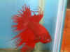 Red_Ex_CT_05.jpg (74043 bytes)