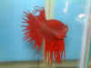 Red_Ex_CT_06.jpg (74258 bytes)