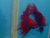 Red_Ex_CT_08.jpg (68654 bytes)