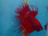 Red_Ex_CT_09.jpg (71041 bytes)