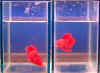Red_Ex_Pair_01.jpg (28182 bytes)