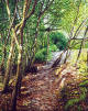 Track by Jubilee Park, Dunedin