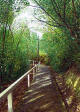 Path down from Queens Drive, Dunedin
