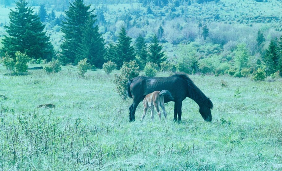 frame010.jpg
