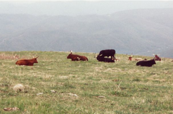 the AT sometimes crosses
	right through the local pastures