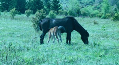 Feral Ponies