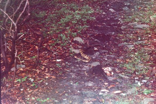  RATTLER ! ! !  (Click for closer photo)