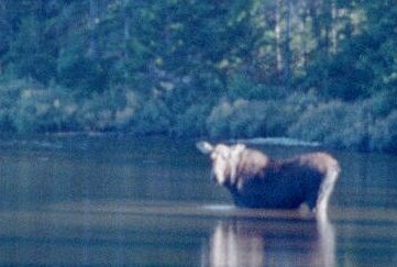 Cow Moose
