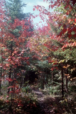 Autumn Trail in Maine