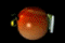 MARS Link