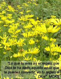 regalo