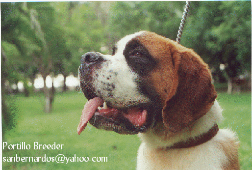 Cachorra Pelo Corto