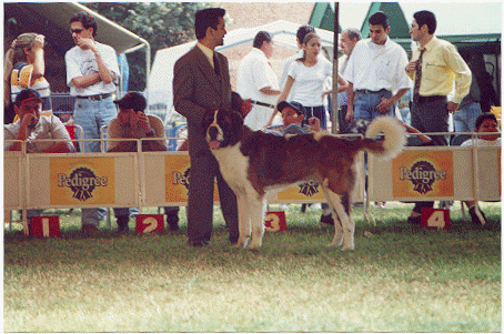Campeon Nacional Mexicano - Mozart Portillo