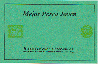 mejor perro joven 1