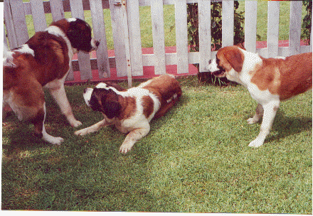 Imagen de 3 cachorros de Portillo Breeder