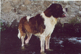 Mozart en contacto con la naturaleza