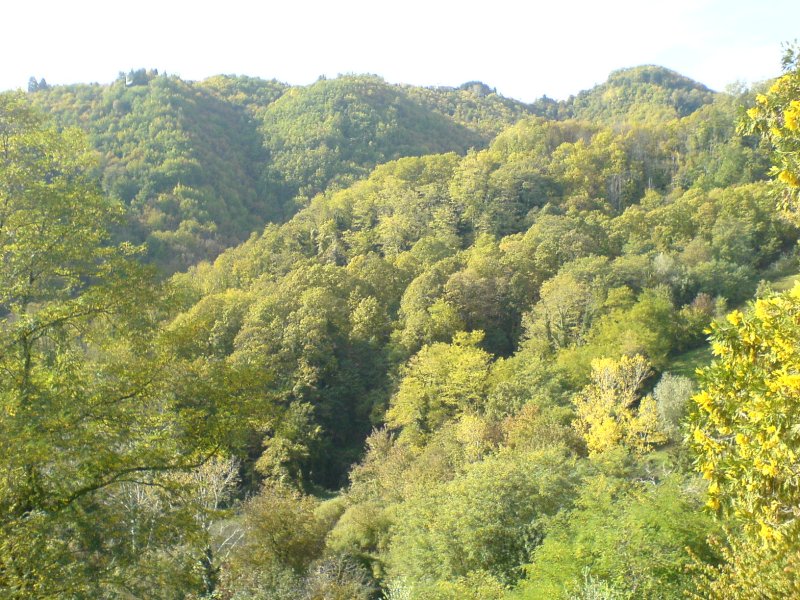Bright Faerie Forest