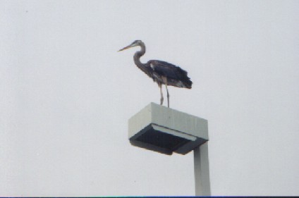 bird on a lightpost