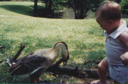 emma and the ducks