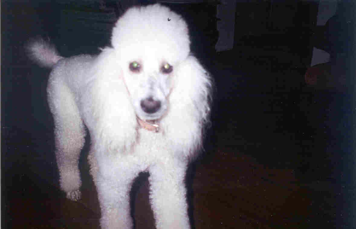 Link to Fort Screven Inn (the innkeepers poodle)