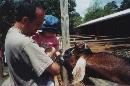 the goats are hungry