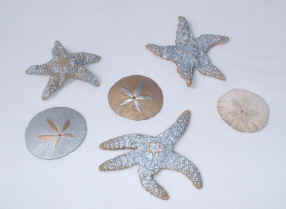 Star Fish and Sand Dollars