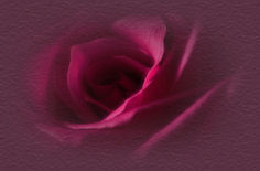 rose image