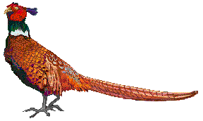 pheasant