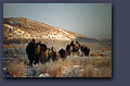 Buffalo