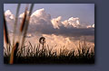 Windmill with cattails