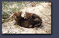 Coyote pups