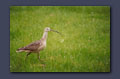 Curlew