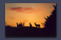 Deer at sunset