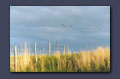 Geese flying low