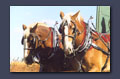 Draft horses