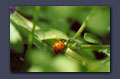 Lady bug