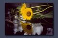 Sunflower in snow