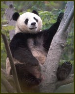 panda