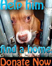 Donate Now Through Network for Good