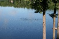 John Lanoue:Gathering of 13 loons in front of my camp, July 05
