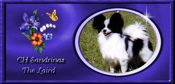 Ch Sandrinas The Laird