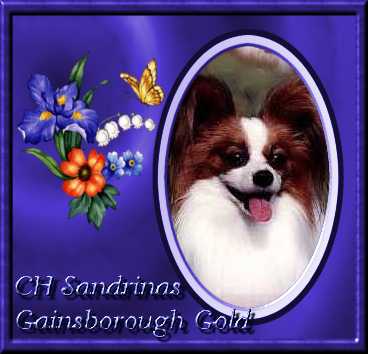 Ch Sandrinas Gainsboro Gold