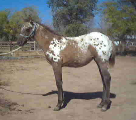 SA Color Me Dunn