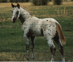 blanket colt