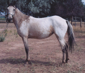 S.A. Gleska Huya