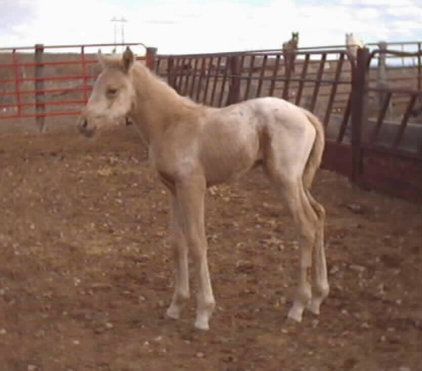 2005 Filly