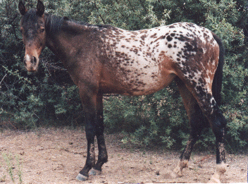 SA Hinhanskas Moon