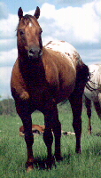 Heza Star